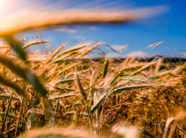 Government Loans and Agricultural Stability in Crisis